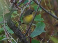 Common Yellowthroat 